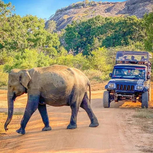 Yala-Park-safari-Sri-Lanka